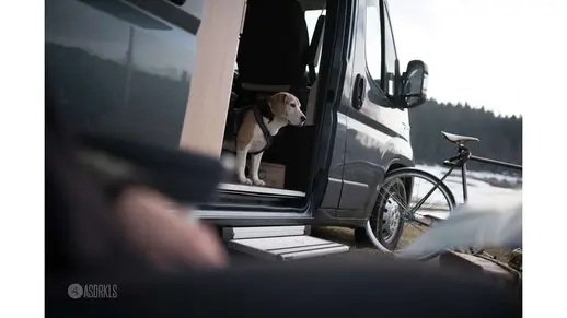 Hannes Camper Hunde Hannes 60